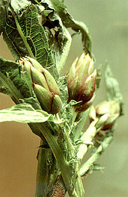 Vier als Strau&szlig; arrangierte Artischockenstengel